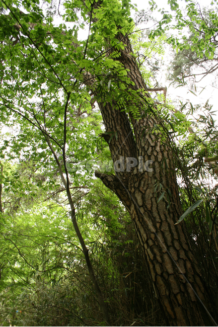 한국,나무,푸른나무,푸른,초록빛,잎,식물,자연,plants,nature,나무,trees,wood