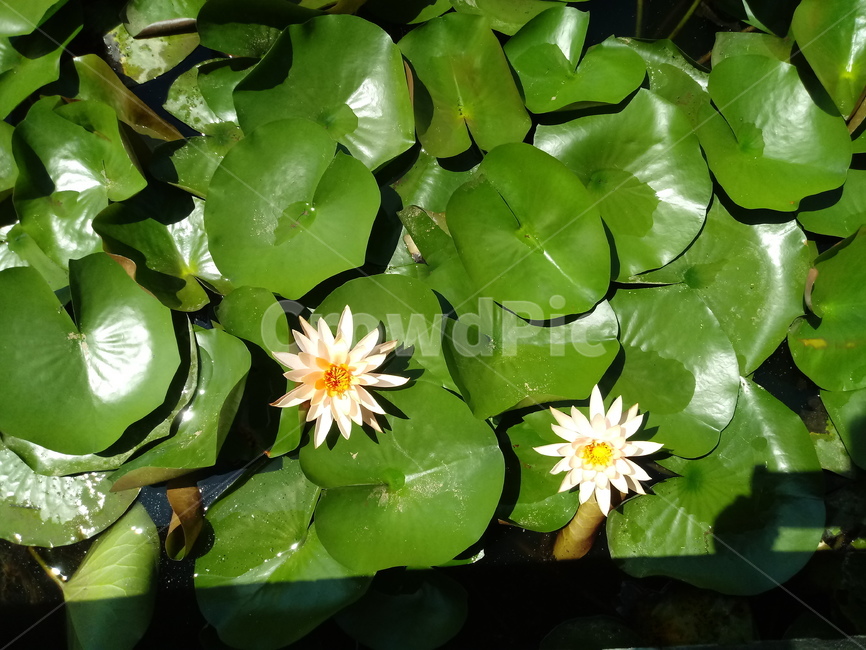 수련,다년생초본식물,수생식물,이판화,쌍자엽식물,자우련,waterlily
