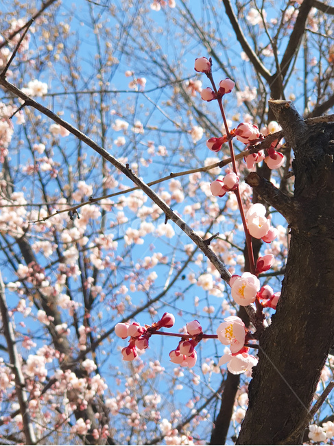 벚꽃,봄,자연,하늘,봄꽃,파란하늘,나무,벚나무,햇살,분홍꽃,봄,계절,spring,season,plant,식물,flower,꽃,blossom
