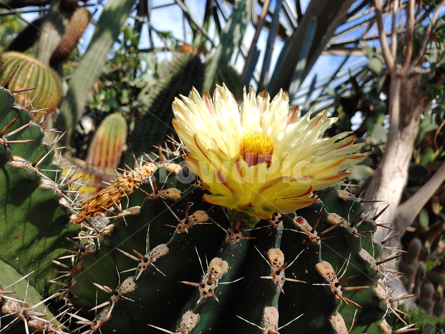 plant,식물,cactus,선인장,꽃,선인장꽃,식물원,숲,노란꽃