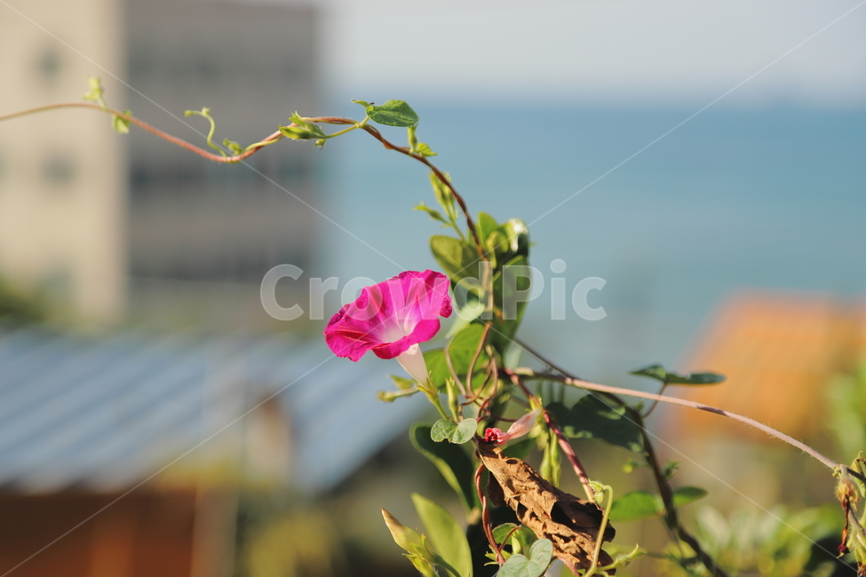 꽃,flower,나팔꽃,덩쿨,쌍떡잎식물,메꽃과,식물,자연,plants,nature,꽃,flower