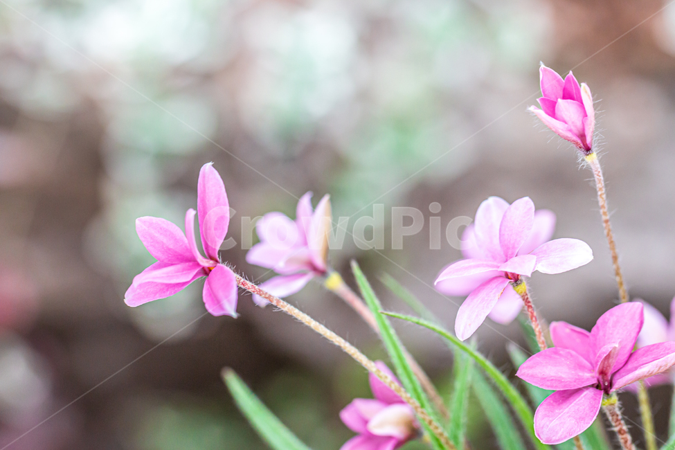 blossom,꽃,flower,plant,식물,바탕화면,자연,초록,green,nature,flowergarden,garden,식물,자연,plants,nature,꽃,flower