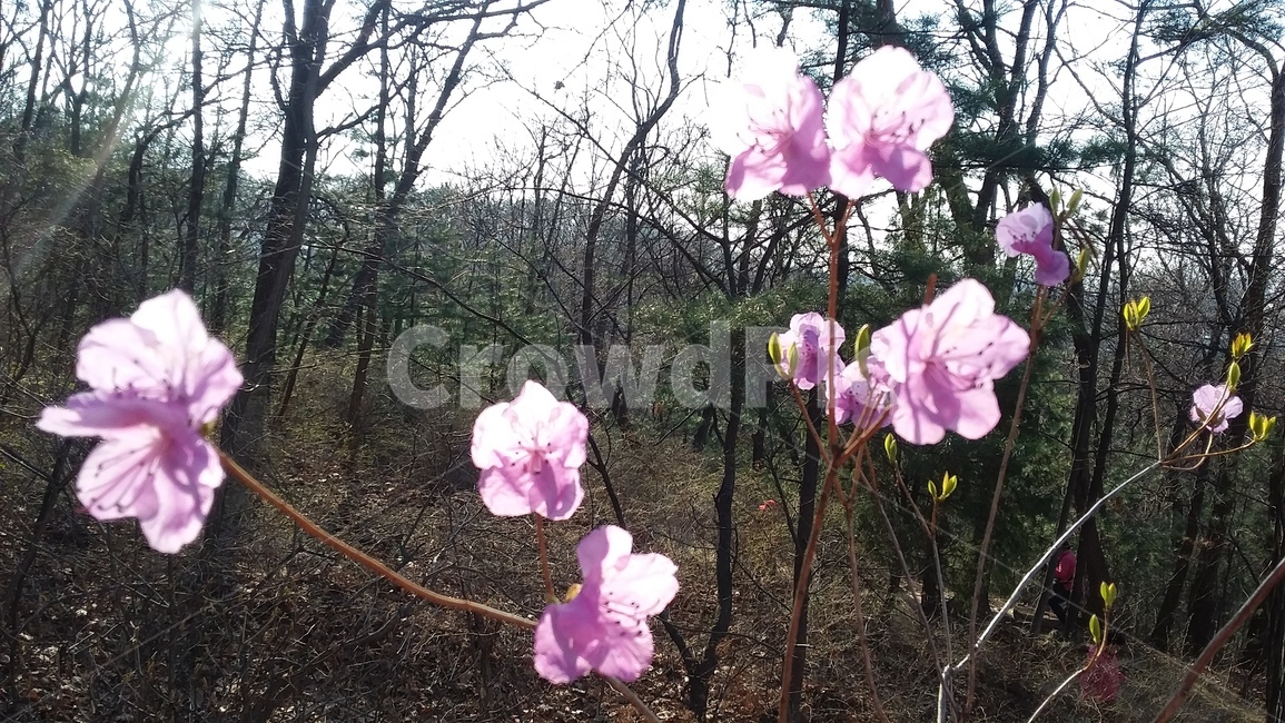 진달래,진달래꽃,동네뒷산,봄꽃,연분홍진달래,자연,식물,자연,plants,nature,꽃,flower