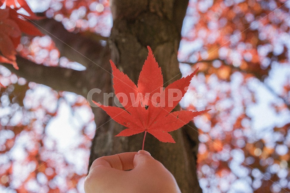 단풍,가을,낙엽,fall,autumn,단풍나무,가을,계절,fall,autumn,season,식물,자연,plants,nature,색깔,색상,색채,색감,color sense,color sensitivity,feeling of color,leaf,잎,plant,tree,나무,maple
