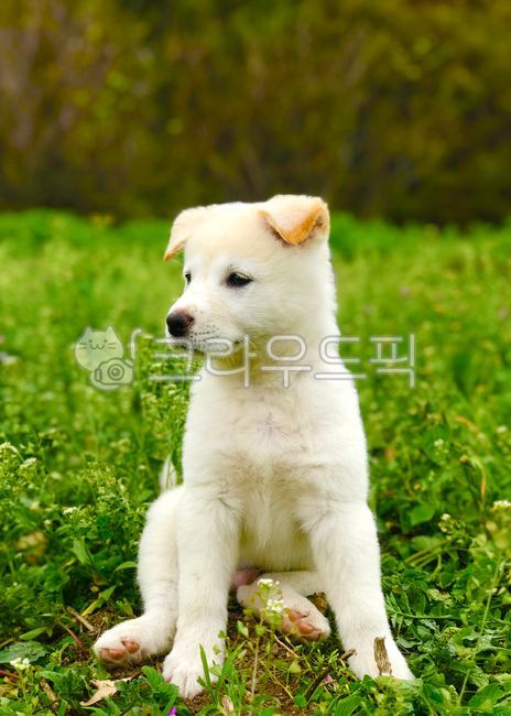 강아지,진돗개,진도,늠름,동물,애완동물,반려견,흰색개,흰색강아지,puppy,animal,dog,포유류,봄,동물,animal,포유류,mammal,개,강아지,dog,doggy