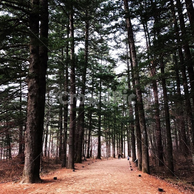 풍경,숲속,산책,겨울,전나무길,자연,풍경,nature,landscape,ground,바닥,tree,나무,plant,식물