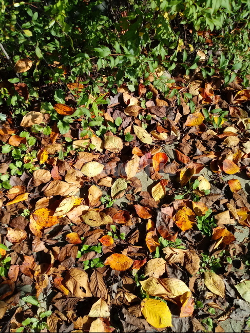 자연,plant,nature,잎,나뭇잎,단풍,낙엽,가을,계절,fall,autumn,season,식물,자연,plants,nature,ground,바닥,leaf