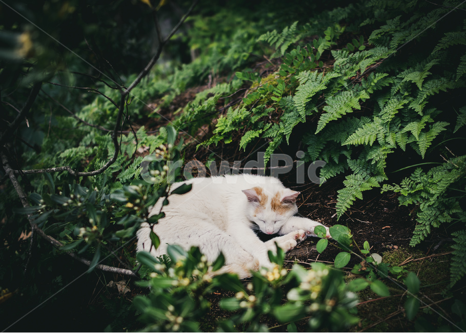 고양이,필름,감성,숲,동물,동물,animal,포유류,mammal,고양이,cat,kitten,kitty