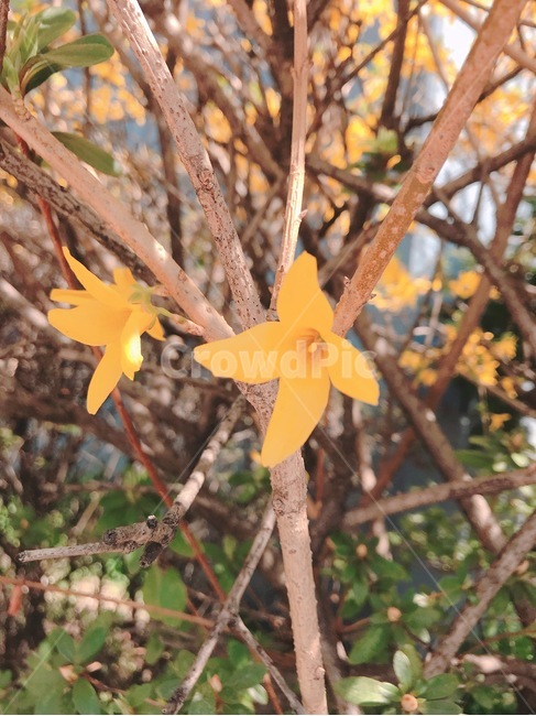 봄,개나리,4월에꽃,forsythiakoreana,개나리꽃