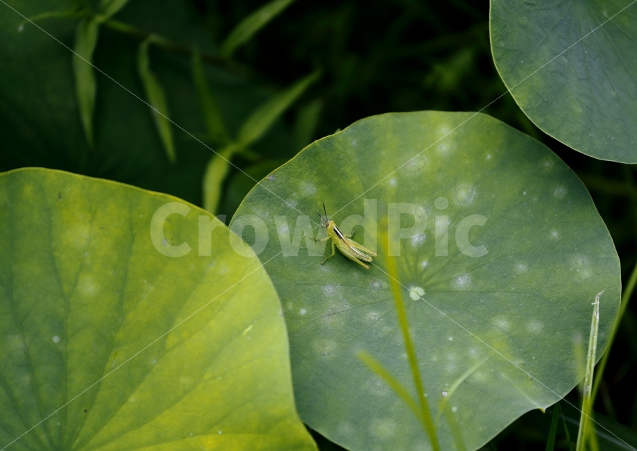 메뚜기,연잎,곤충,자연,DSLR,식물,자연,plants,nature,동물,animal,곤충,벌레,insect,bug