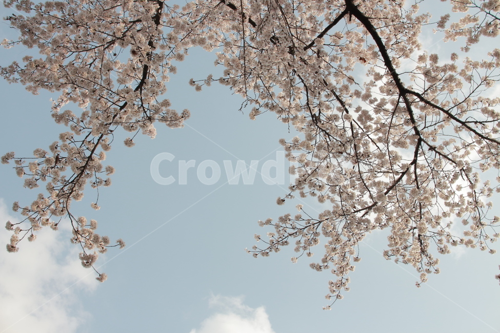 벗꽃,봄,하늘,하늘벚꽃,벚나무,나무,봄,계절,spring,season,plant,식물,blossom,꽃,cherry blossom,벚꽃,flower