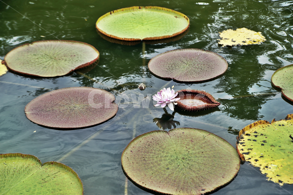 빅토리아연꽃,연꽃,연잎,큰가시연꽃,연못,부엽식물,수련과,쟁반,victoriaregia,아마존강,야간개화