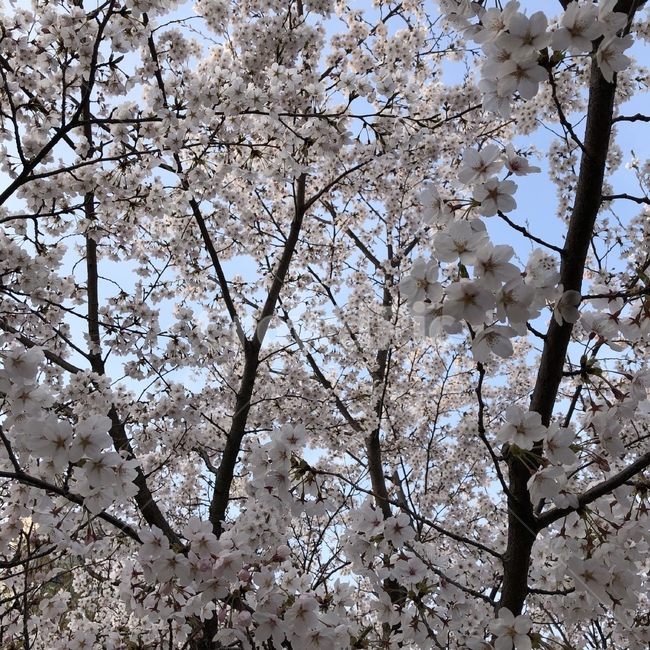 벚꽃,꽃,벚꽃나무,봄,식물,flower,cherryblossom,plant