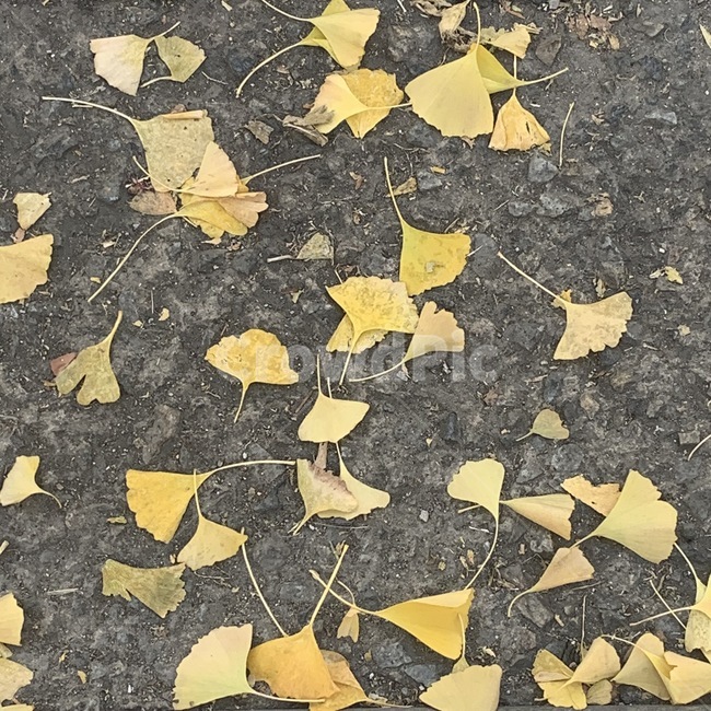 leaf,잎,plant,식물,은행잎,은행,가을,길거리,바닥