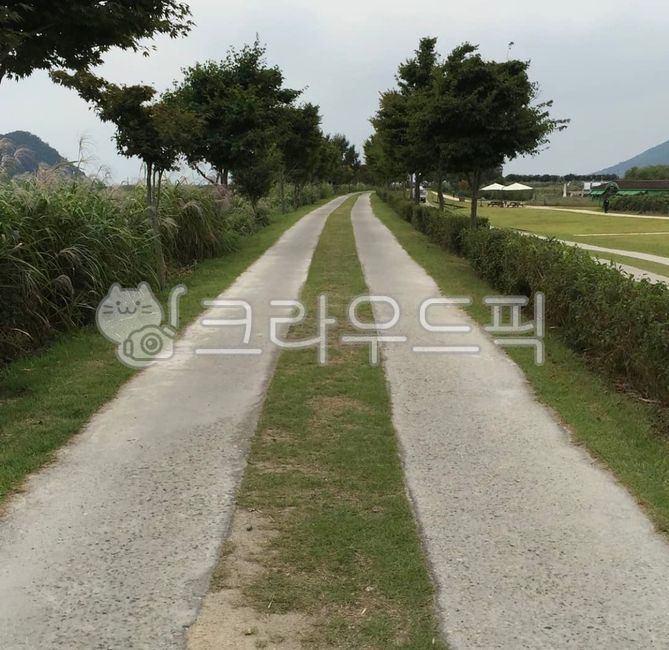 두갈래,길,나무,풀,초록