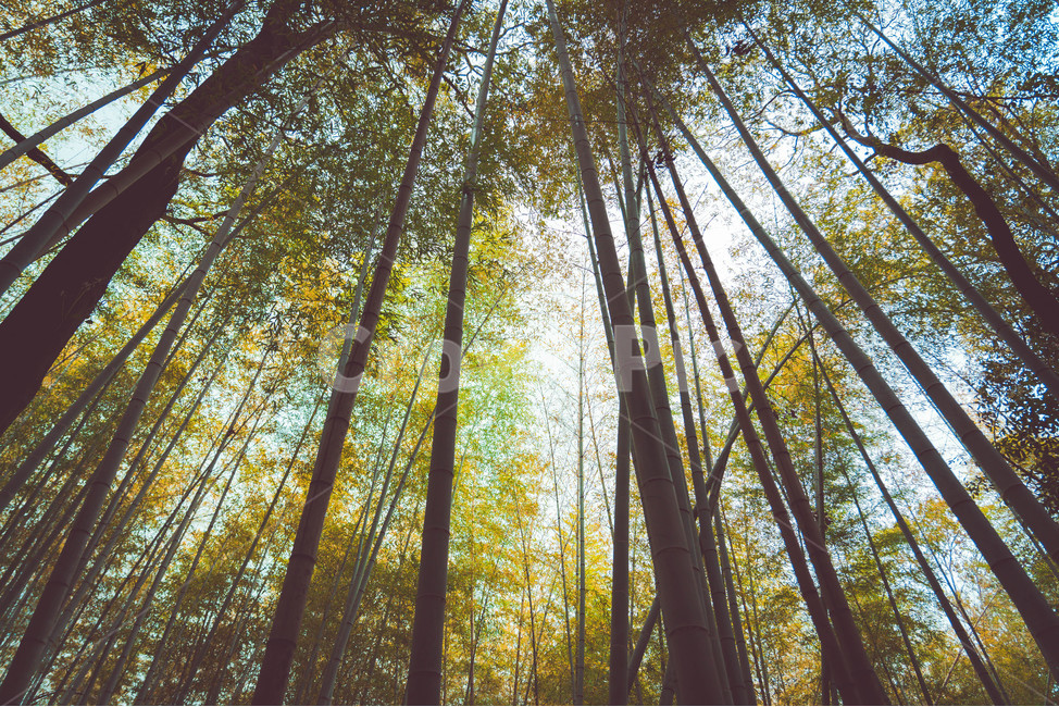 Kyoto travel,bamboo,landscape photography,bamboo forest,flower photo,Japan travel,Kyoto,Arashiyama,travel photos,plant photography,flowers and trees