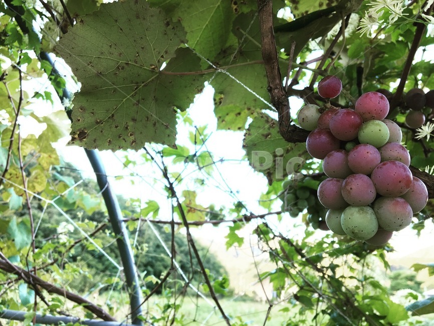 포도,가을,농장,과일,자연,음식,식재료,요리,food,cook,meal,dishes,food reserves,과일,열매,fruit