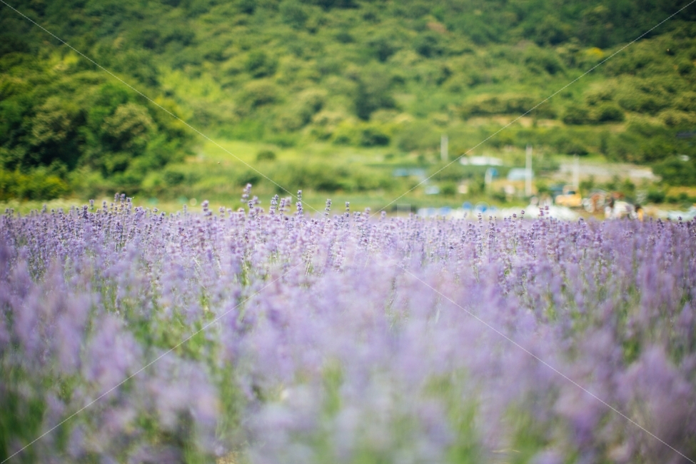 광양,라벤더,보라색,꽃,계절,자연,풍경,nature,landscape,식물,plants,꽃,flower,plant