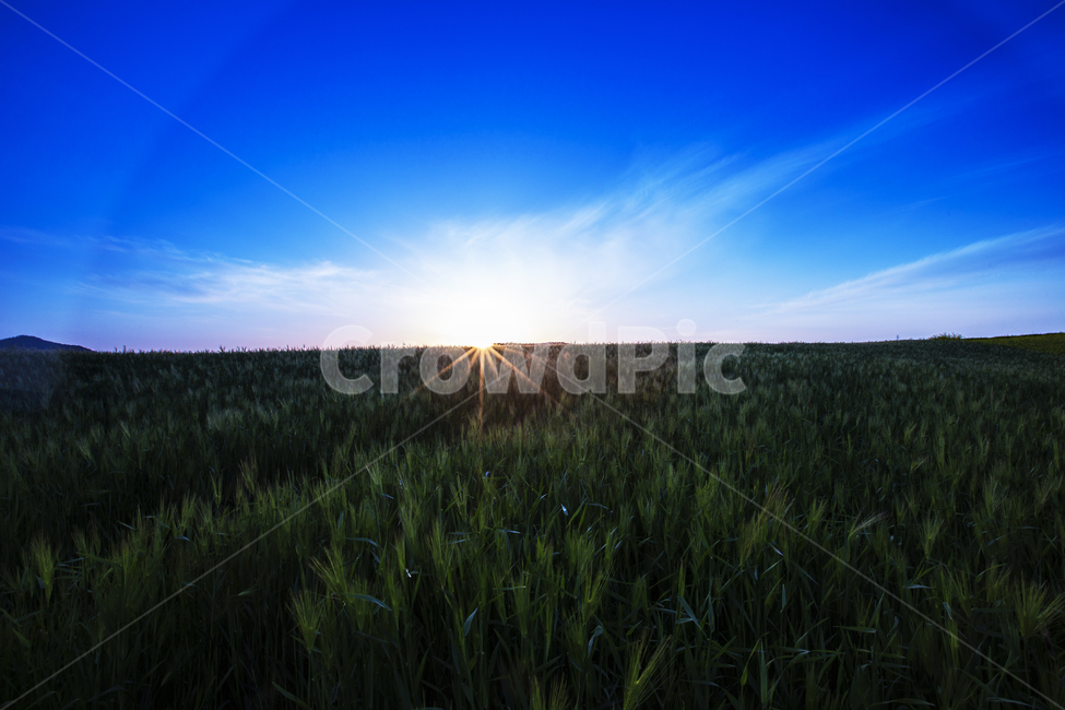 고창,학원농장,도깨비,유채꽃,청보리,자연,풍경,naturelandscape,한국자연풍경,한국자연경관,koreanaturelandscape,시골마을,countryruraltown,자연,풍경,nature,landscape,grass,잔디,plant,식물