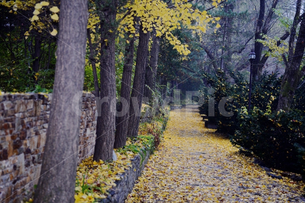 가을,계절,단풍,나무,자연,풍경,낙엽,낙엽길,autumnal,season,autumncolors,tree,nature,landscape,scenery,scene,view,fallenleaves,deadleaves,은행,자연,풍경,nature,landscape,가을,계절,fall,autumn,season,plant,식물,path,통로,tree trunk,나무 줄기