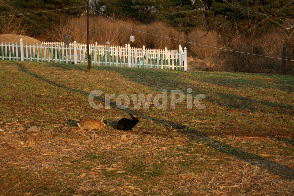 동물,토끼,포유류,animal,rabblit,동물,animal,포유류,mammal