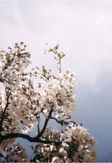 벚꽃,나무,봄,따스함,시간,벚나무,여의도,봄꽃,벚,버찌,봄,계절,spring,season,식물,자연,plants,nature,꽃,flower,감성,sensible,feeling,plant,blossom