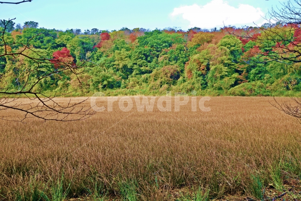 제주도,물영아리오름,습지,송이고랭이,군락,단풍,나무,단풍나무,오름,화산,산,제주,제주여행,제주도여행,여행,자연,풍경,경치,스코리아,분석구,식물,람사르습지,숲,가을,계절,fall,autumn,season,자연,풍경,nature,landscape,grassland,목초지,outdoors,옥외,field,들