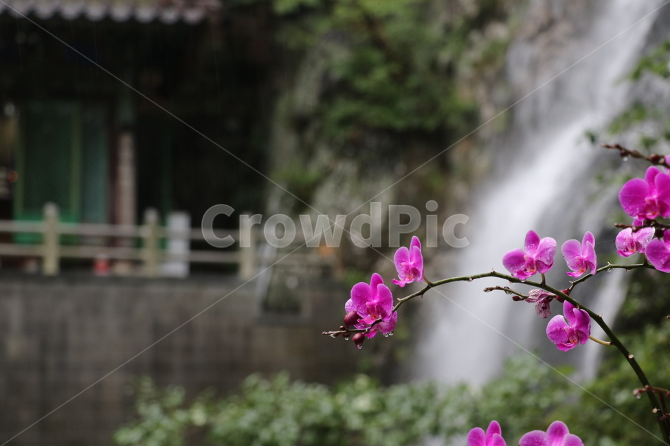 호접란,꽃,식물,제라늄,풍경,식물,자연,plants,nature,꽃,flower
