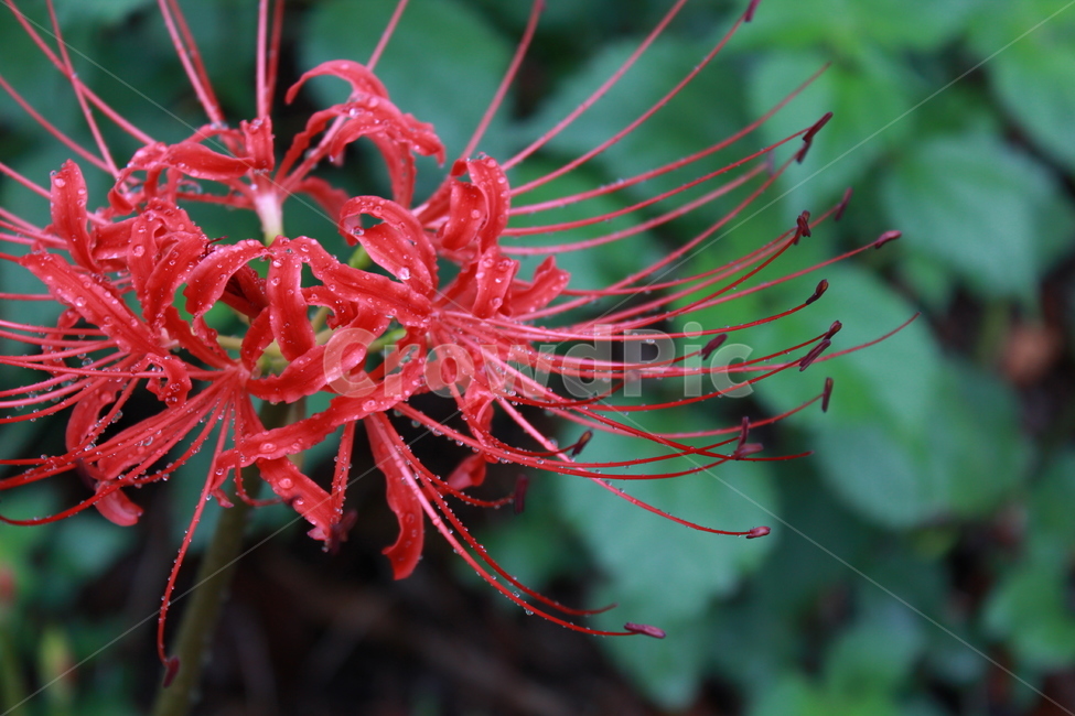 상사화,꽃무릇,꽃,이슬,비,flower,배경,식물,자연,plants,nature,꽃,flower