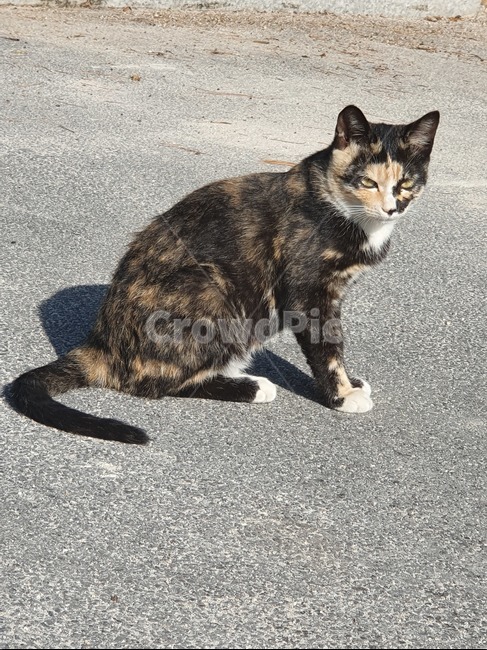 cat,pet,animal,동물,고양이,mammal,동물,animal,포유류,mammal,고양이,cat,kitten,kitty