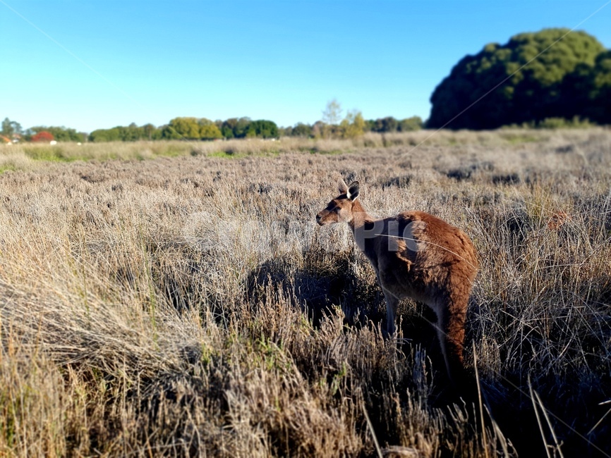 호주,공원,초원,캥거루,자연,왈라비,동물,포유류,australia,grassland,kangaroo,wallaby,animal,mammal,동물,animal,포유류,mammal