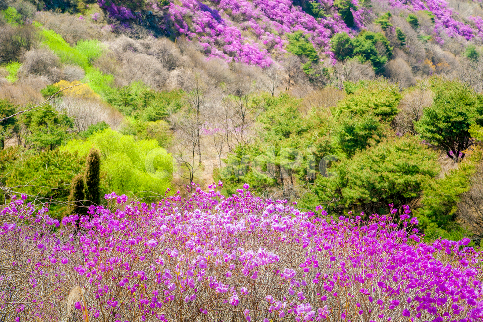 고려산,진달래,강화도,아름다움,꽃,봄,계절,spring,season,자연,풍경,nature,landscape,plant,식물