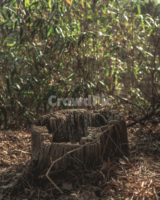 나무,뿌리,기둥,밑둥,숲,forest,tree,root,초록,green,나무,trees,wood