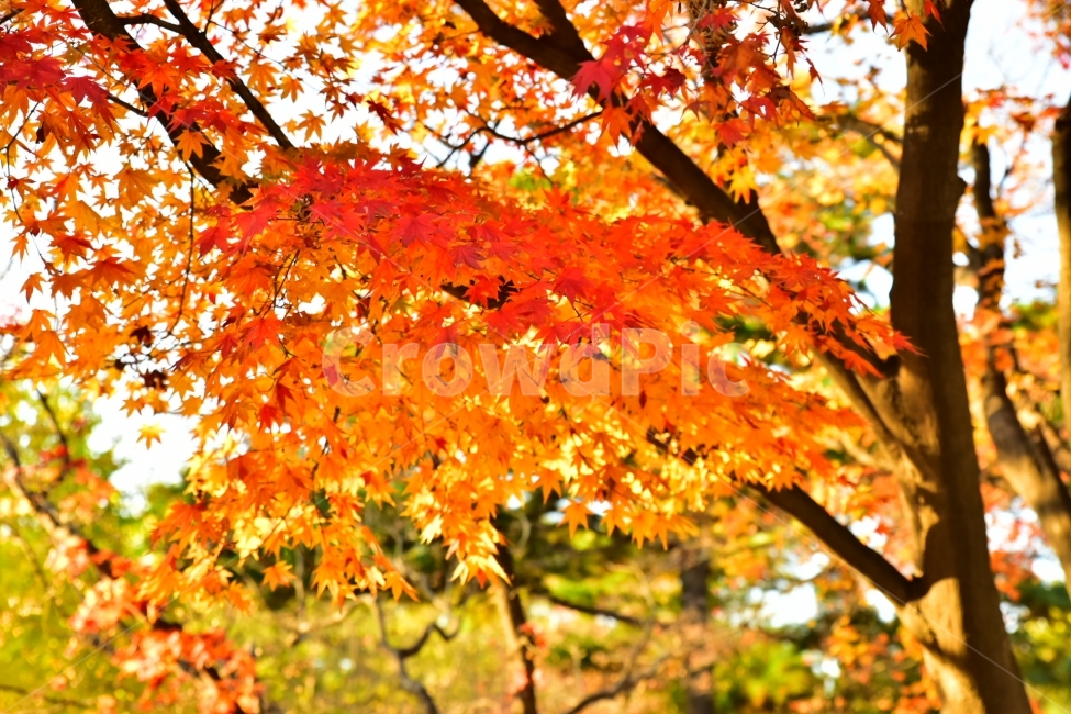 가을,단풍,노랑,단풍나무,가을풍경,가을,계절,fall,autumn,season,식물,자연,plants,nature,나무,trees,wood,leaf,잎,plant,tree,maple