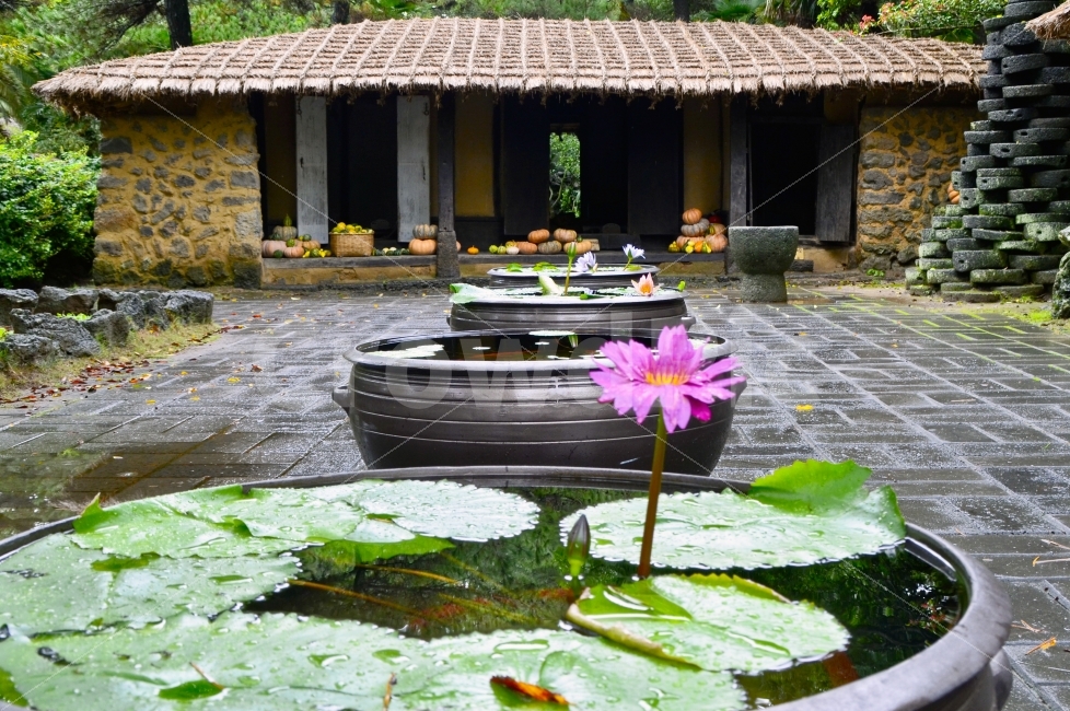 연꽃,초가집,연잎,항아리,정물,식물,자연,plants,nature,한국전통,한국문화,korean traditional,korean culture,꽃,flower