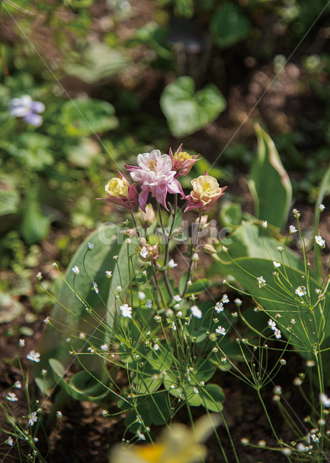 spring,spring flowers,gardening,plant,flower garden,garden,flower