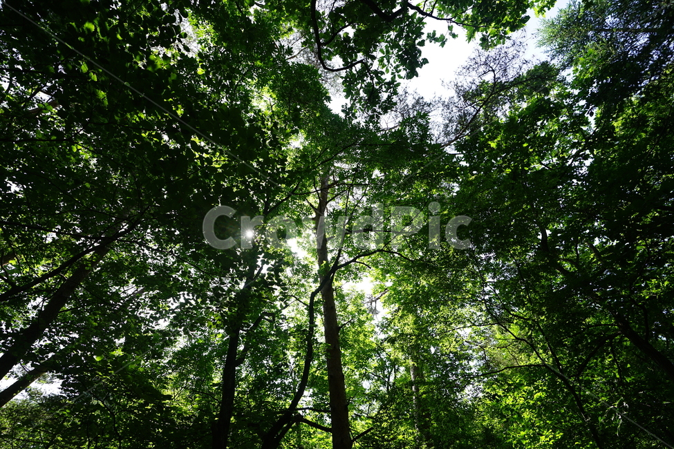숲,자연,풍경,풍경사진,하늘,그린,계절,산책,산,나무,식물,자연,plants,nature