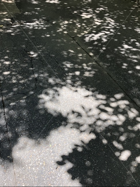 그림자,나무,자연,흑백,풍경,실루엣,그림자,silhouette,shadow