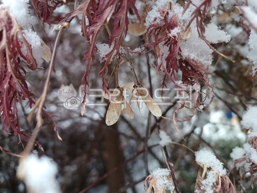 공작단풍,공작단풍나무,수양단풍,세열단풍,홍공작단풍,단풍,단풍나무,단풍나무잎,빨강,낙엽,나뭇잎,눈,겨울,폭설,snow,winter,눈송이,화이트,흰색,함박눈,쌓인눈,하얀색,대설,소복소복단풍나무열매,단풍나무씨앗,단풍씨앗,날개달린씨앗,프로펠러씨앗,헬리콥터씨앗