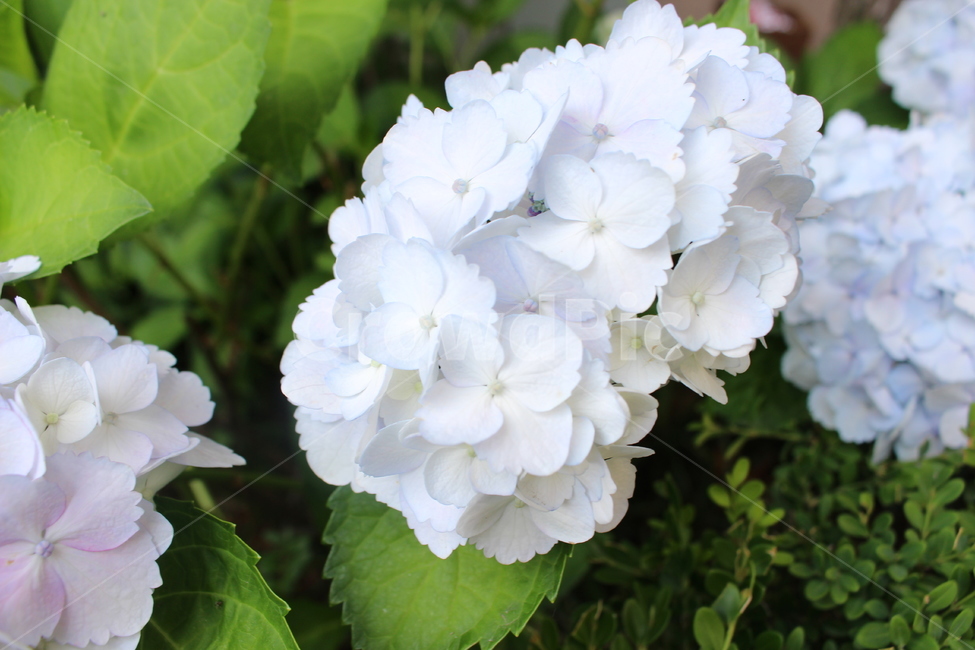 꽃,봄,설레임,감성사진,색감,필름사진,sesible,feeling,spring,계절,season,식물,자연,plants,nature,flower,경치,landscape,pink,수국,하늘색,skyblue,여름,계절,summer,season,식물,자연,plants,nature,꽃,flower,blossom,geranium,제라늄,plant