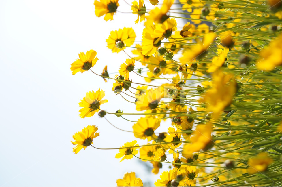 금계국,노랑,꽃,풍경,봄,봄,계절,spring,season,식물,자연,plants,nature,꽃,flower,plant