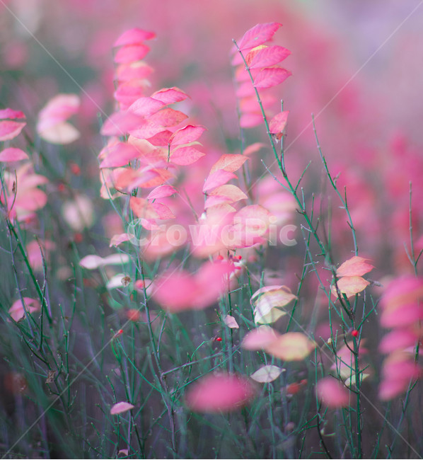 낙엽,핑크,flower,꽃,geranium,blossom,plant,식물,가을,싱그러움