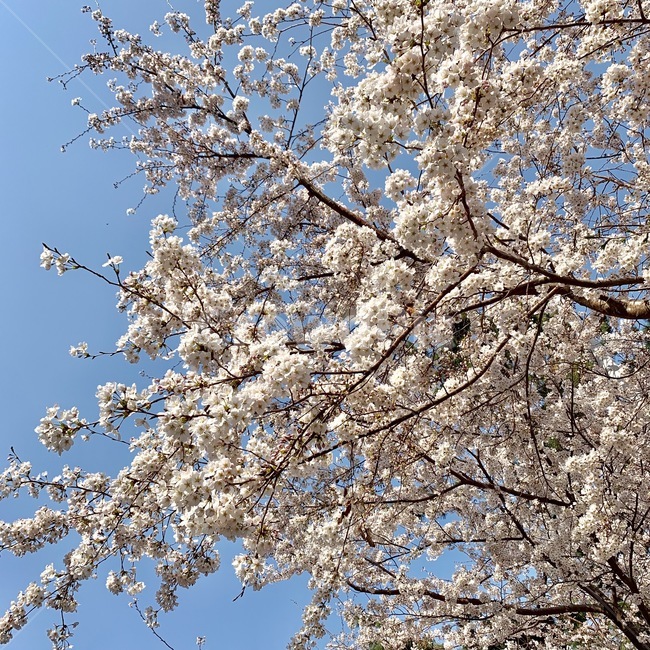 벚꽃,봄,자연,하늘,맑은하늘