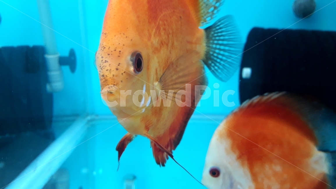 열대어,관상어,물고기,생선,fish,수족관,생물,해양생물,어류,물고기,fish