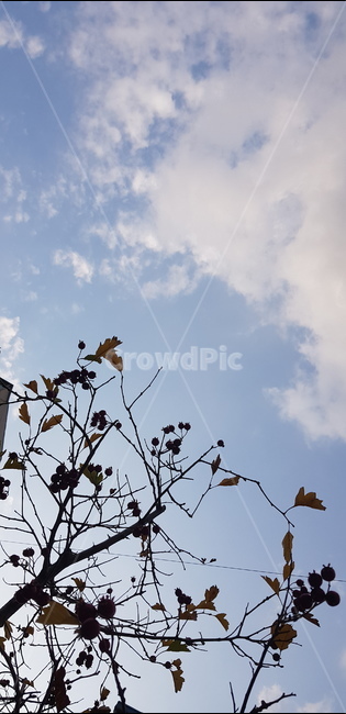 하늘,나무,구름,열매,가을,자연,풍경,nature,landscape,plant,식물,leaf,잎