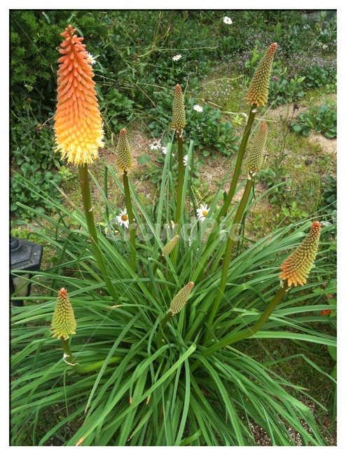 식물,꽃,니포피아,자연,flower,식물,자연,plants,nature,꽃,flower