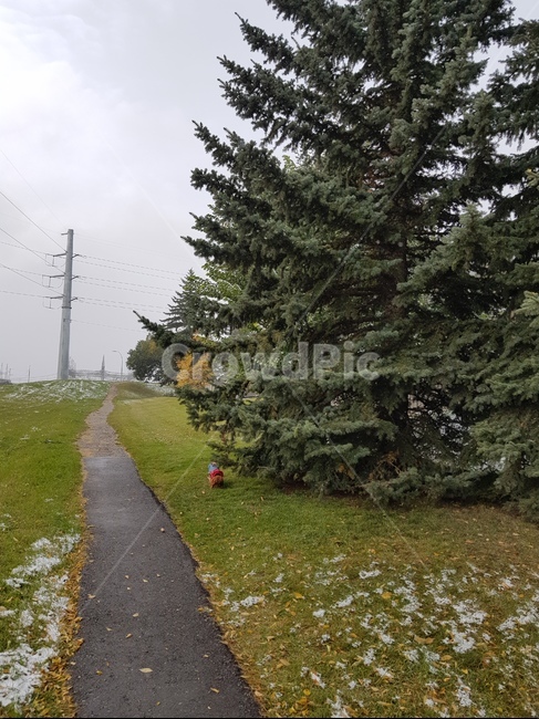 첫눈,캘거리,풍경,snow,눈,자연,풍경,nature,landscape,tree,나무,plant,식물,fir,전나무