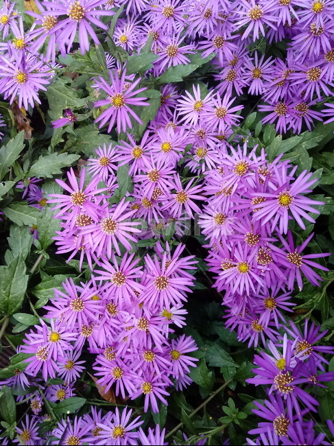 꽃,flower,plant,blossom,식물,아스타,aster,보라색꽃,식물,자연,plants,nature,꽃,flower