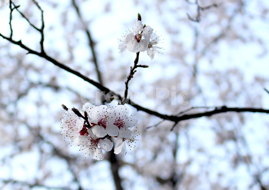 산책,꽃,벚꽃,꽃봉우리,나뭇가지,나무,아웃포커싱,클로즈업,길거리,자연,식물,배경,식물,자연,plants,nature,꽃,flower