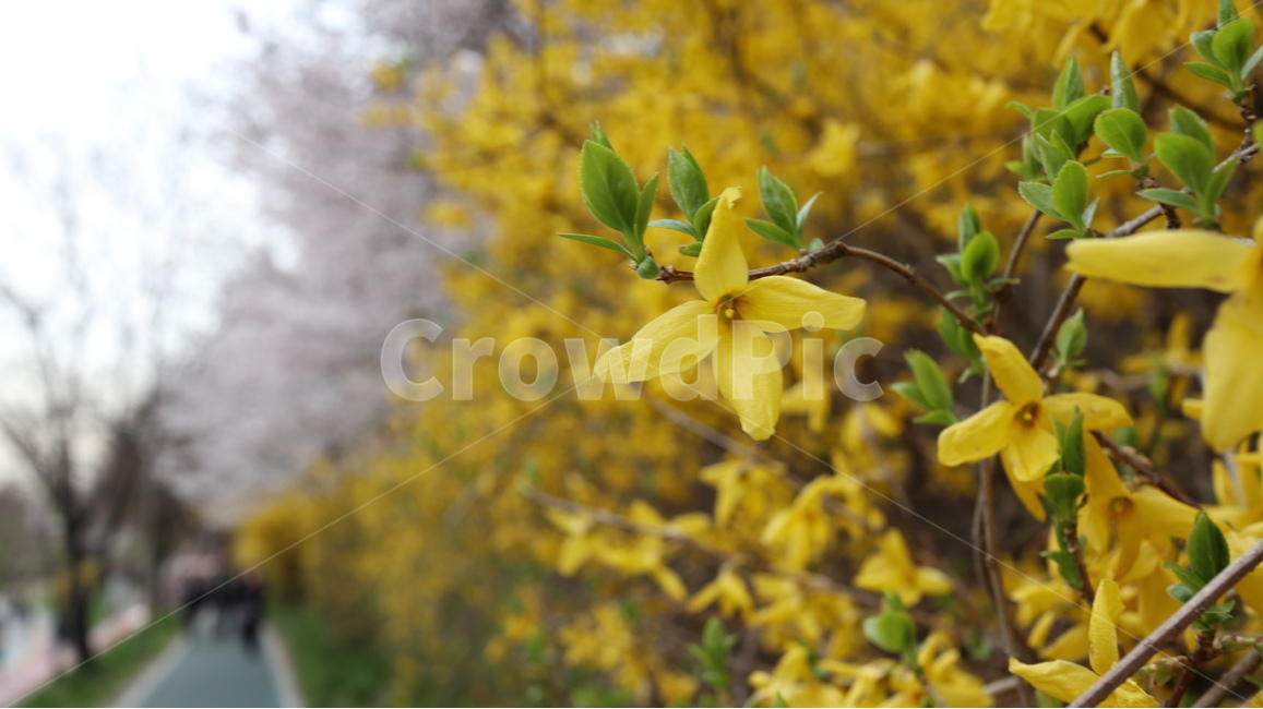 봄,꽃,개나리,노란색,꽃놀이,식물,자연,plants,nature,꽃,flower